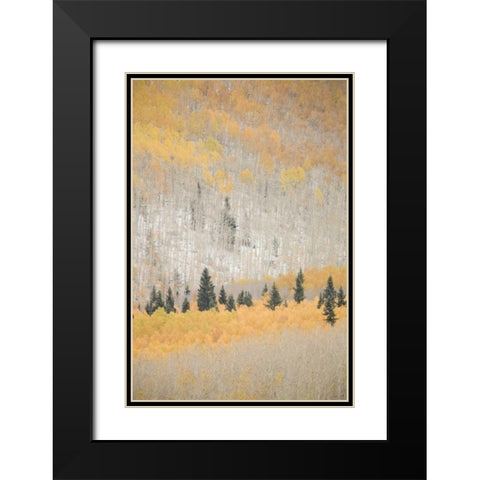 CO, San Juan Mts Spruce mixed with aspen, autumn Black Modern Wood Framed Art Print with Double Matting by Grall, Don