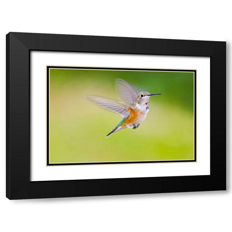 Colorado, Heeney Rufous hummingbird in flight Black Modern Wood Framed Art Print with Double Matting by Lord, Fred