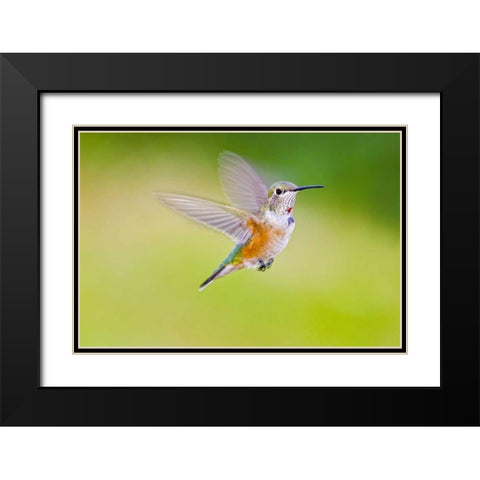 Colorado, Heeney Rufous hummingbird in flight Black Modern Wood Framed Art Print with Double Matting by Lord, Fred