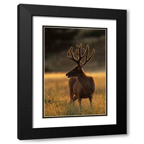 CO, Jefferson Co, Backlit mule deer buck Black Modern Wood Framed Art Print with Double Matting by Illg, Cathy and Gordon