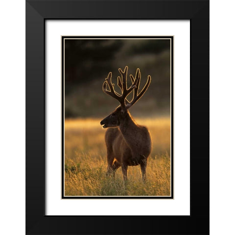 CO, Jefferson Co, Backlit mule deer buck Black Modern Wood Framed Art Print with Double Matting by Illg, Cathy and Gordon