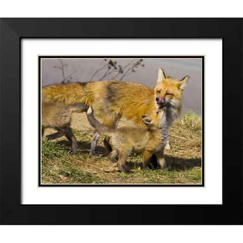 Colorado, Breckenridge Red fox mother with kits Black Modern Wood Framed Art Print with Double Matting by Lord, Fred