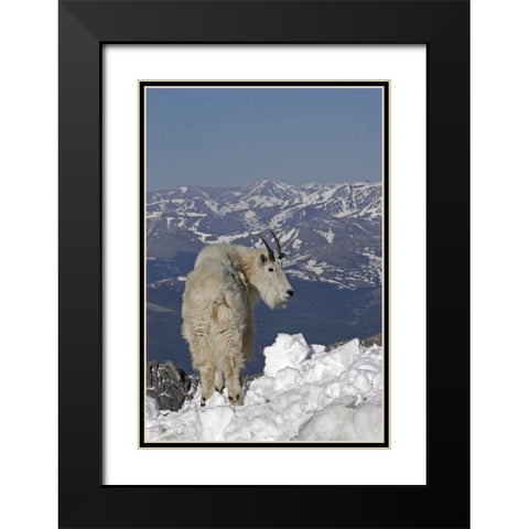 Colorado, Mt Evans Mountain goat and Rocky Mts Black Modern Wood Framed Art Print with Double Matting by Illg, Cathy and Gordon