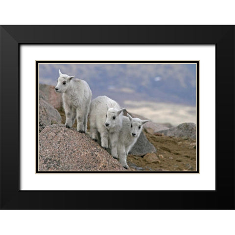 CO, Mount Evans Mountain goat kids playing Black Modern Wood Framed Art Print with Double Matting by Illg, Cathy and Gordon