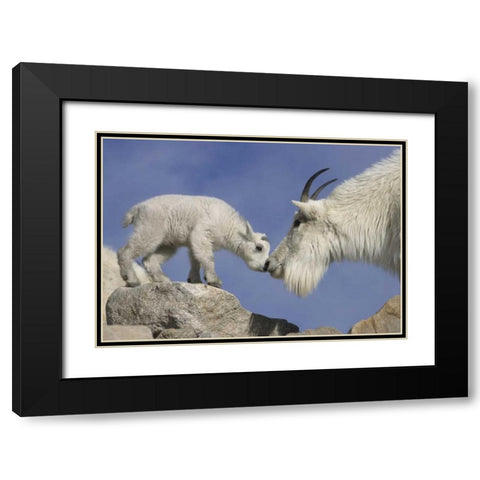 CO, Mount Evans Mountain goat mother and kid Black Modern Wood Framed Art Print with Double Matting by Illg, Cathy and Gordon