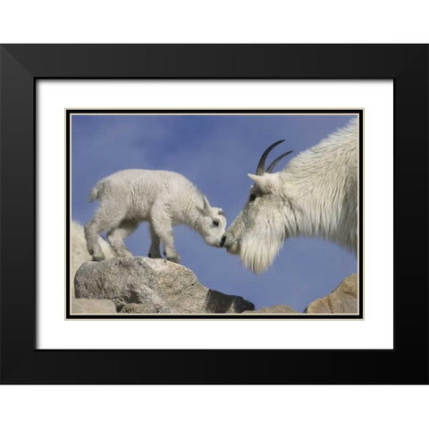 CO, Mount Evans Mountain goat mother and kid Black Modern Wood Framed Art Print with Double Matting by Illg, Cathy and Gordon