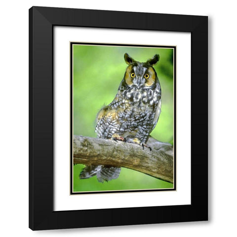 Colorado Long-eared owl perched on limb Black Modern Wood Framed Art Print with Double Matting by Welling, Dave