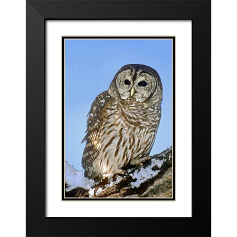 CO, Barred owl perched on snowy branch Black Modern Wood Framed Art Print with Double Matting by Welling, Dave