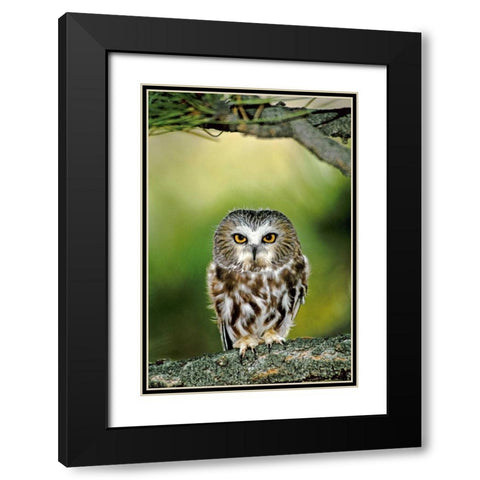 CO, Northern saw-whet owl perched on fir tree Black Modern Wood Framed Art Print with Double Matting by Welling, Dave