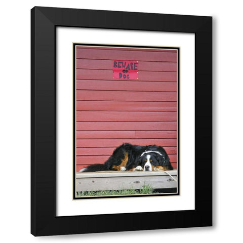 CO, Breckenridge Bernese mountain dog sleeps Black Modern Wood Framed Art Print with Double Matting by Lord, Fred
