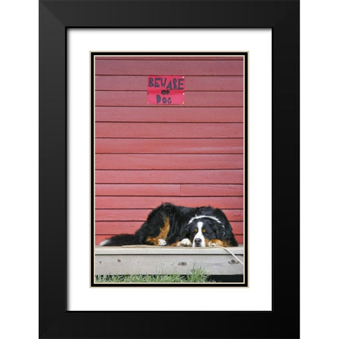 CO, Breckenridge Bernese mountain dog sleeps Black Modern Wood Framed Art Print with Double Matting by Lord, Fred