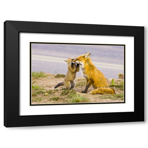 CO, Breckenridge Red fox mother with playful kit Black Modern Wood Framed Art Print with Double Matting by Lord, Fred