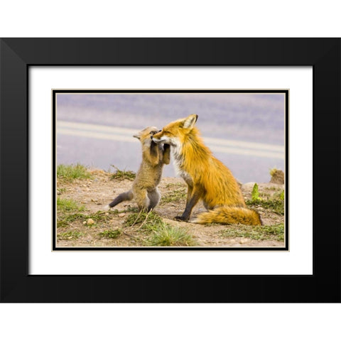 CO, Breckenridge Red fox mother with playful kit Black Modern Wood Framed Art Print with Double Matting by Lord, Fred