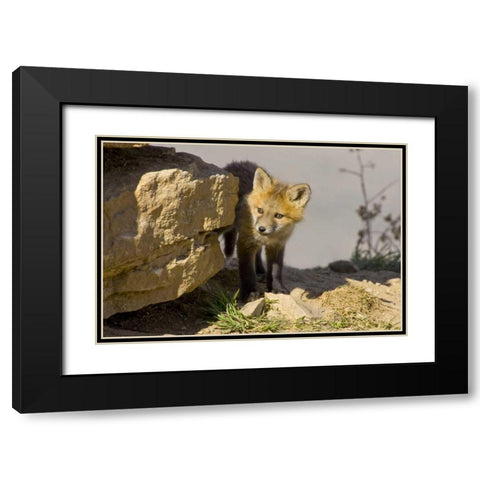 Colorado, Breckenridge Curious young red fox Black Modern Wood Framed Art Print with Double Matting by Lord, Fred