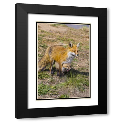Colorado, Breckenridge Red fox mother with kit Black Modern Wood Framed Art Print with Double Matting by Lord, Fred