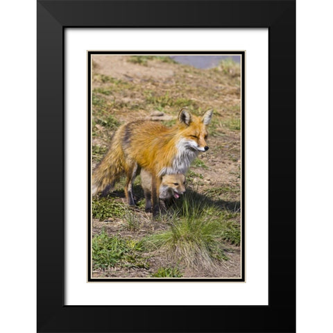 Colorado, Breckenridge Red fox mother with kit Black Modern Wood Framed Art Print with Double Matting by Lord, Fred