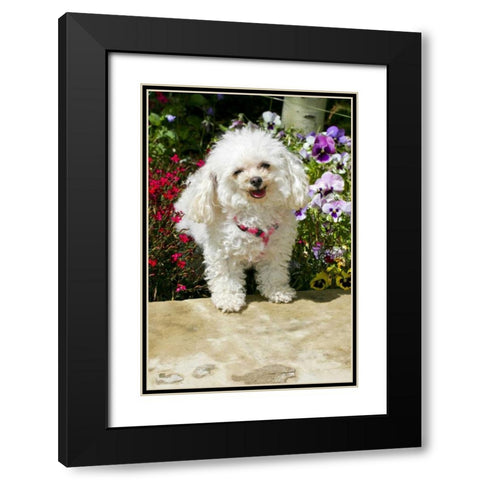 CO, Summit Co, A teacup poodle in a flower bed Black Modern Wood Framed Art Print with Double Matting by Lord, Fred