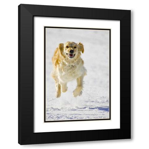 Colorado Golden retriever running in snow Black Modern Wood Framed Art Print with Double Matting by Lord, Fred