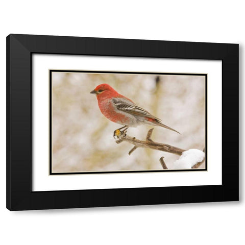 Colorado, Frisco Pine grosbeak perched on limb Black Modern Wood Framed Art Print with Double Matting by Lord, Fred
