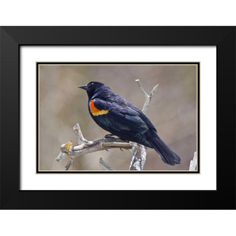 CO, Frisco Portrait of male red-winged blackbird Black Modern Wood Framed Art Print with Double Matting by Lord, Fred