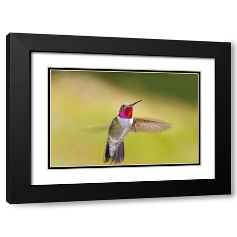 CO, Frisco Broad-tailed hummingbird in flight Black Modern Wood Framed Art Print with Double Matting by Lord, Fred