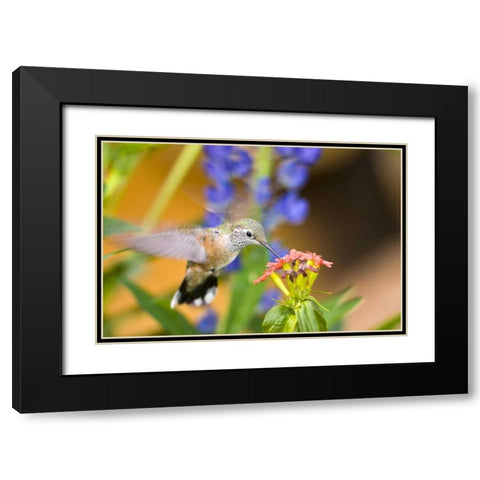 CO, Leadville Rufous hummingbird feeding Black Modern Wood Framed Art Print with Double Matting by Lord, Fred