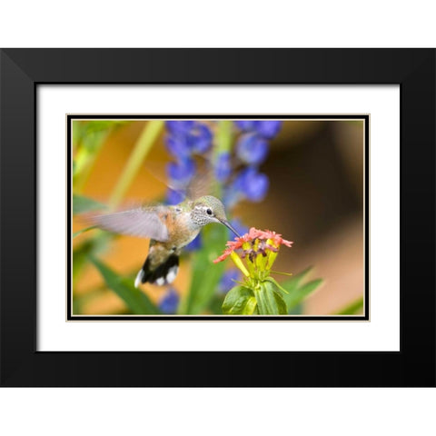 CO, Leadville Rufous hummingbird feeding Black Modern Wood Framed Art Print with Double Matting by Lord, Fred