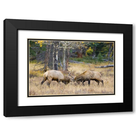 CO, Rocky Mts, Moraine Valley Bull elks sparring Black Modern Wood Framed Art Print with Double Matting by Lord, Fred