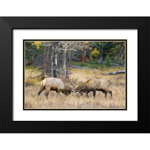CO, Rocky Mts, Moraine Valley Bull elks sparring Black Modern Wood Framed Art Print with Double Matting by Lord, Fred