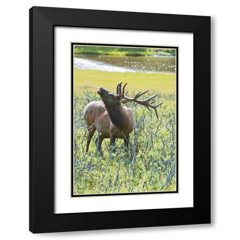 CO, Rocky Mts, Moraine Valley Bull elk Black Modern Wood Framed Art Print with Double Matting by Lord, Fred