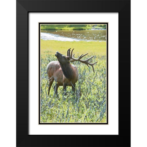 CO, Rocky Mts, Moraine Valley Bull elk Black Modern Wood Framed Art Print with Double Matting by Lord, Fred