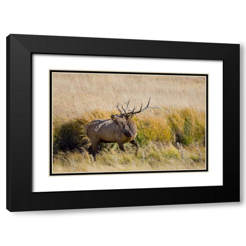 CO, Rocky Mts, Moraine Valley Bull elk Black Modern Wood Framed Art Print with Double Matting by Lord, Fred