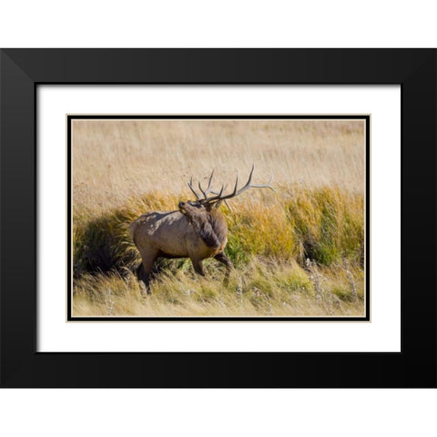 CO, Rocky Mts, Moraine Valley Bull elk Black Modern Wood Framed Art Print with Double Matting by Lord, Fred