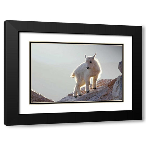 CO, Mt Evans Mountain goat kid backlit on rock Black Modern Wood Framed Art Print with Double Matting by Illg, Cathy and Gordon