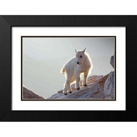 CO, Mt Evans Mountain goat kid backlit on rock Black Modern Wood Framed Art Print with Double Matting by Illg, Cathy and Gordon