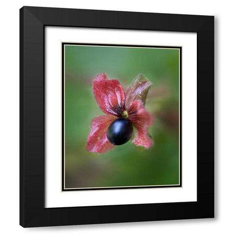 CO, Black twinberry bract and berry along a road Black Modern Wood Framed Art Print with Double Matting by Kelley, David