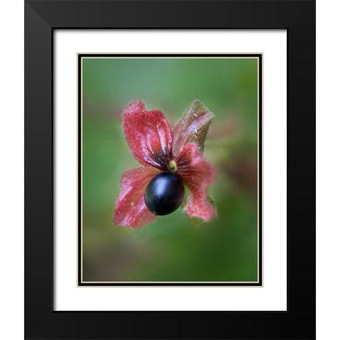 CO, Black twinberry bract and berry along a road Black Modern Wood Framed Art Print with Double Matting by Kelley, David