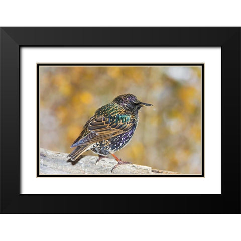 CO, Frisco European starling standing on log Black Modern Wood Framed Art Print with Double Matting by Lord, Fred