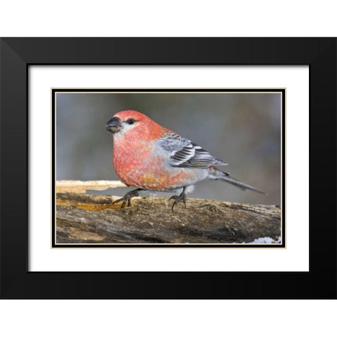 Colorado, Frisco Male pine grosbeak bird on log Black Modern Wood Framed Art Print with Double Matting by Lord, Fred