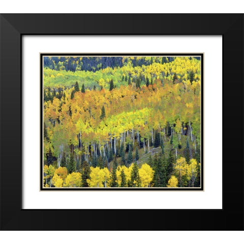 Colorado, Rocky Mts Fall colors of Aspen trees Black Modern Wood Framed Art Print with Double Matting by Talbot Frank, Christopher