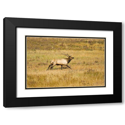 CO, Rocky Mts Bull elk with full rack of antlers Black Modern Wood Framed Art Print with Double Matting by Lord, Fred