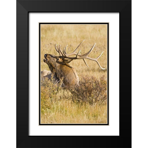 CO, Rocky Mts Bull elk rests in grassy field Black Modern Wood Framed Art Print with Double Matting by Lord, Fred