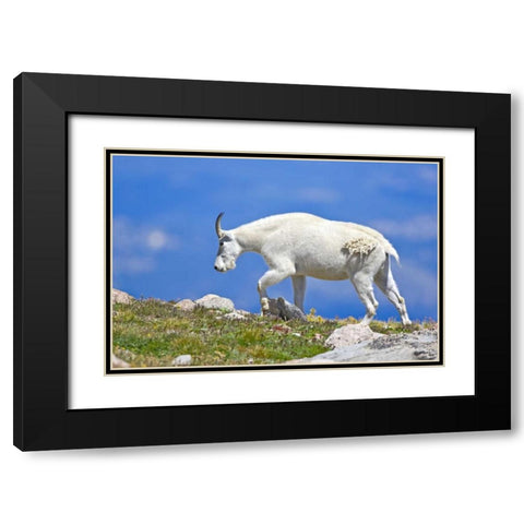CO, Mount Evans Mountain goat walking on ridge Black Modern Wood Framed Art Print with Double Matting by Lord, Fred