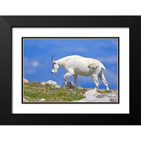 CO, Mount Evans Mountain goat walking on ridge Black Modern Wood Framed Art Print with Double Matting by Lord, Fred