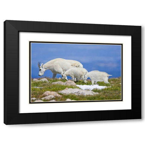CO, Mount Evans Mountain goat with two kids Black Modern Wood Framed Art Print with Double Matting by Lord, Fred