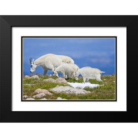 CO, Mount Evans Mountain goat with two kids Black Modern Wood Framed Art Print with Double Matting by Lord, Fred