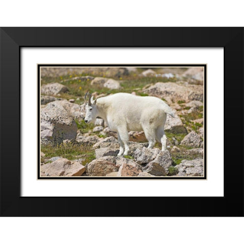 CO, Mt Evans Mountain goat standing on rocks Black Modern Wood Framed Art Print with Double Matting by Lord, Fred