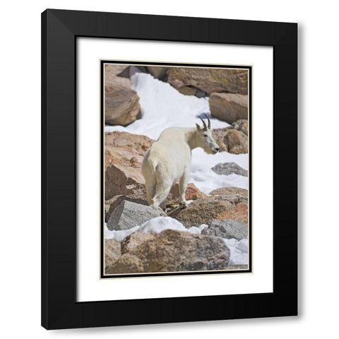 CO, Mount Evans Mountain goat standing on rocks Black Modern Wood Framed Art Print with Double Matting by Lord, Fred