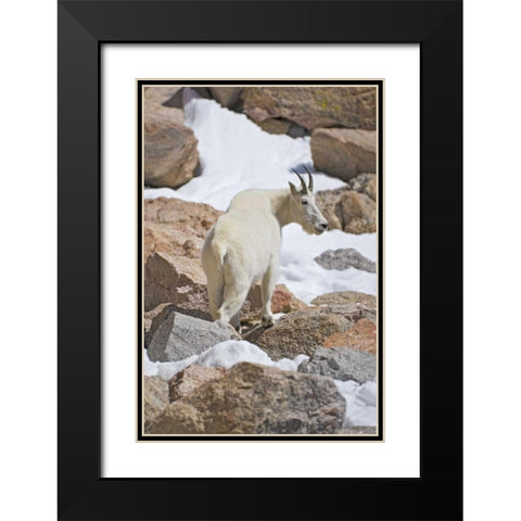 CO, Mount Evans Mountain goat standing on rocks Black Modern Wood Framed Art Print with Double Matting by Lord, Fred