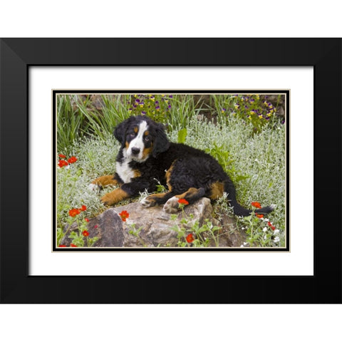 CO, Breckenridge Female Bernese Mountain Dog Black Modern Wood Framed Art Print with Double Matting by Lord, Fred